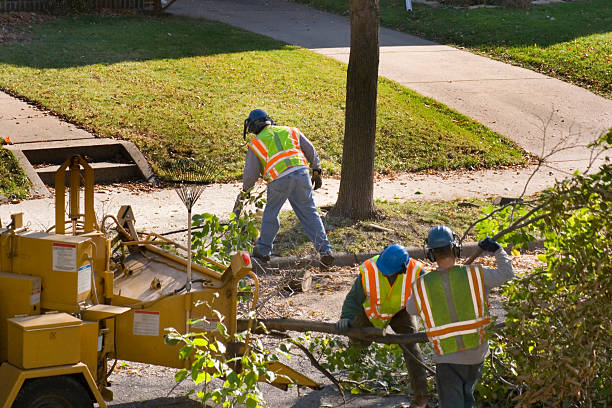 How Our Tree Care Process Works  in  Cokato, MN